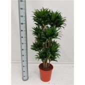 Драцена Компакта бранч разветвленная d27 см h125 см Драцена Компакта бранч разветвленная d27 см h125 см