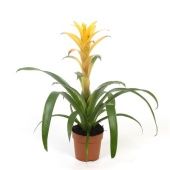 Гузмания Мирадор d12 см h45 см Гузмания Мирадор d12 см h45 см