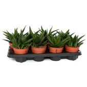 Хавортия West Jogoo d12 см h26 см