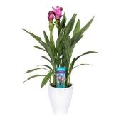 Куркума цветущая Siam Splash 2+ цветов d13 см h50 см