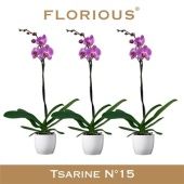 Фаленопсис 1 ствол Pink In Ceramic (florious) d15 см h110 см Фаленопсис 1 ствол Pink In Ceramic (florious) d15 см h110 см