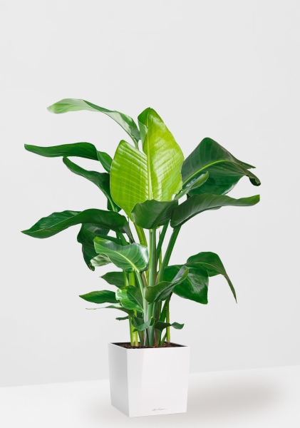 Стрелиция Николай 27/140 см в CUBE 30 Стрелиция Николай 27/140 см в CUBE 30