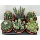 Кактус микс d15 см h15 см