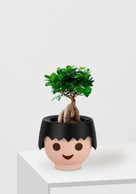 Фикус Микрокарпа 12/30 см в OJO