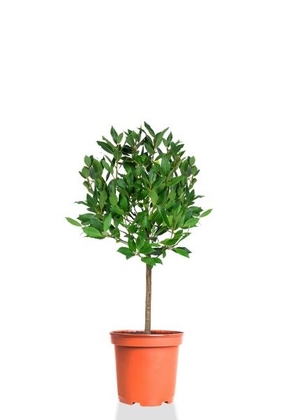 Лавр Нобилис на стволе 21/85 см