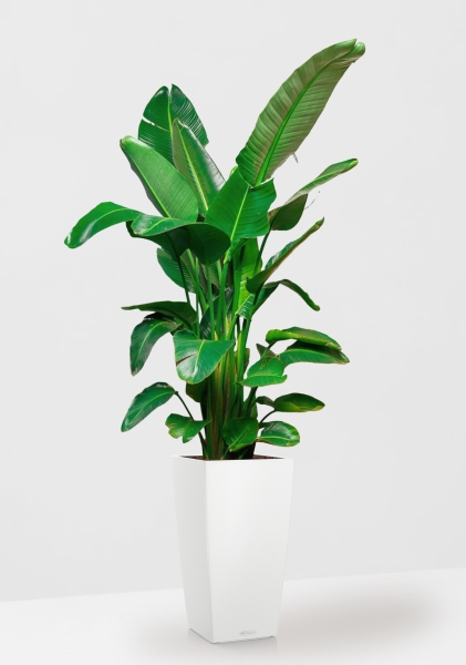 Стрелиция Николай 30/180 см в CUBICO COLOR 40 Стрелиция Николай 30/180 см в CUBICO COLOR 40