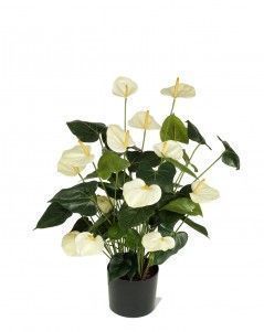 Антуриум Де Люкс большой кремовый