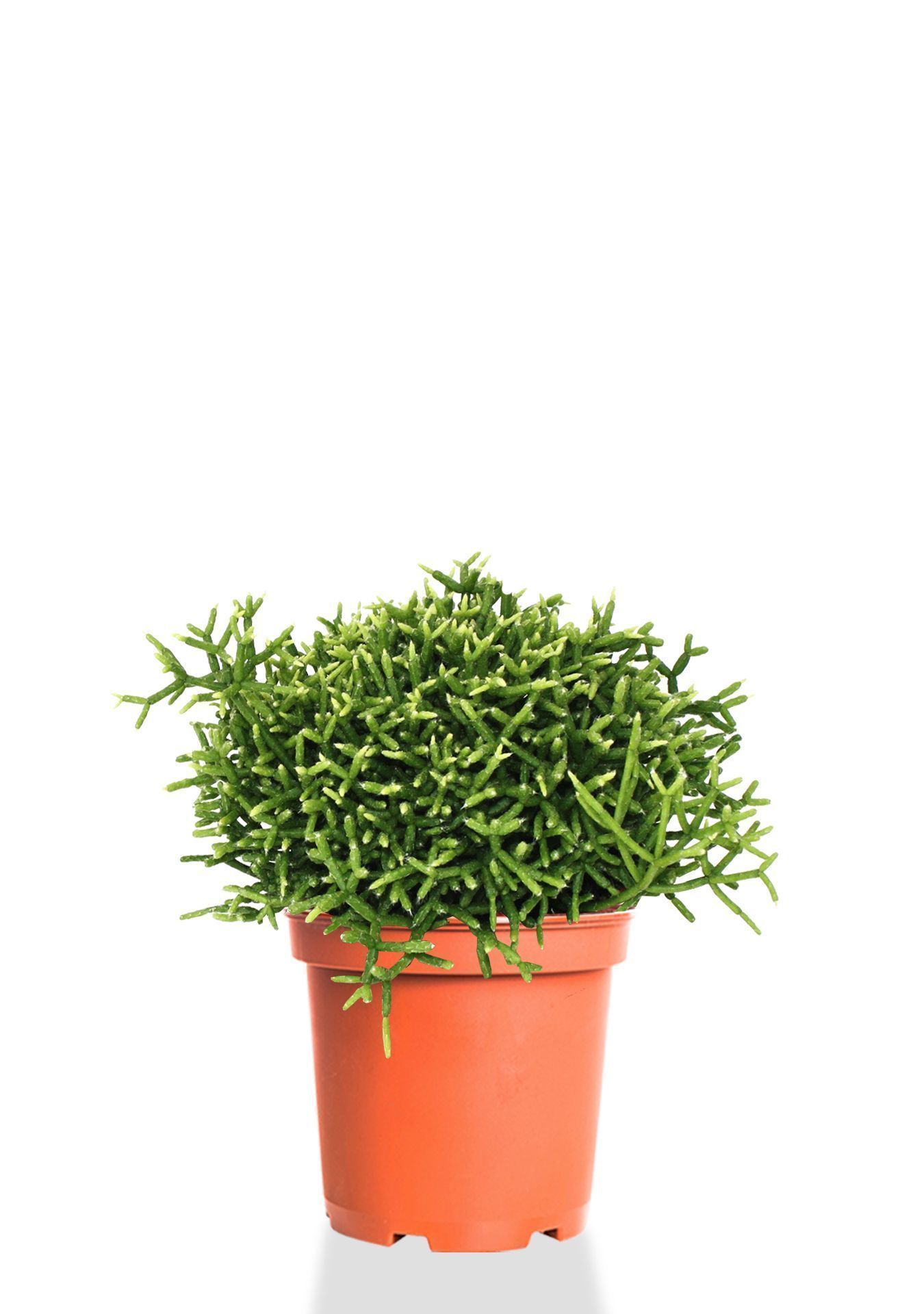 Рипсалис Бурчелли 12/30 см Рипсалис Бурчелли 12/30 см