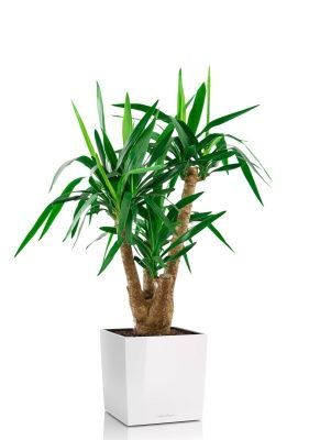 Юкка разветвленная 24/100 см в CUBE 30, белый блестящий