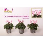 Цикламен Верано Victoria свело-розовый d9 см h15 см