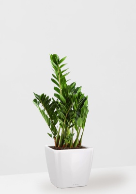 Замиокулькас 21/80 см в QUADRO LS 28, белый блестящий Замиокулькас 21/80 см в QUADRO LS 28, белый блестящий