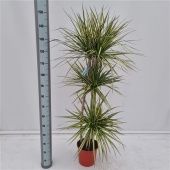 Драцена Голден Драгон 3 ствола d24 см h150 см