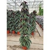 Циссус Дисколор d27 см h160 см