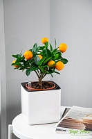 Цитрус Каламондин 12/30 см в CUBE GLOSSY 14