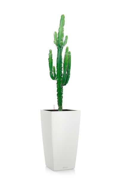 Эуфорбия 19/110 см в CUBICO COLOR 30