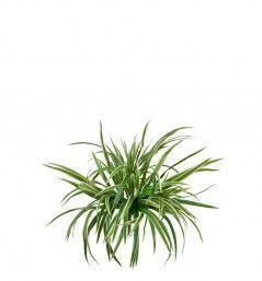 Хлорофитум бело-зелёный куст большой