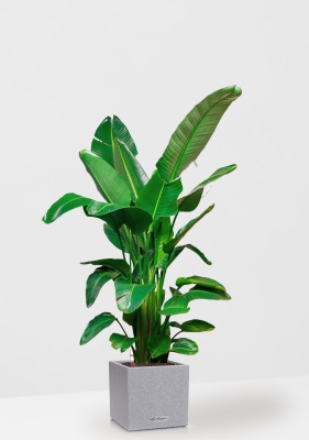 Стрелиция Николай 30/180 см в CANTO STONE LOW 40