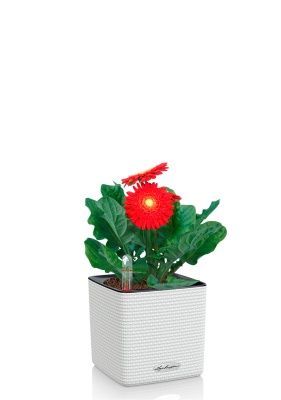 Гербера микс 12/20 см в CUBE COLOR 14, белый 