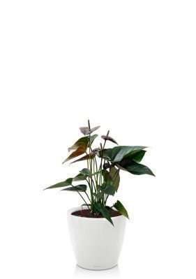 Антуриум Андре шоколадный 17/55 см в CLASSICO LS 28, белый блестящий Антуриум Андре шоколадный 17/55 см в CLASSICO LS 28, белый блестящий