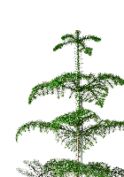 Араукария гетерофилла 24/110 в CUBE 30