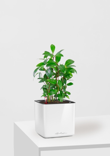 Лавр 9/30 см в CUBE GLOSSY 14 Лавр 9/30 см в CUBE GLOSSY 14