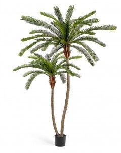 Пальма Цикас двухствольная