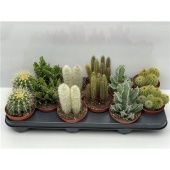 Кактусы микс d10.5 см h10 см Кактусы микс d10.5 см h10 см