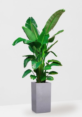 Стрелиция Николай 30/180 см в CANTO STONE HIGH 40