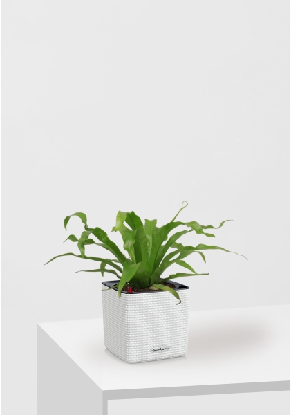 Асплениум Микс 12/25 см в CUBE Color 16