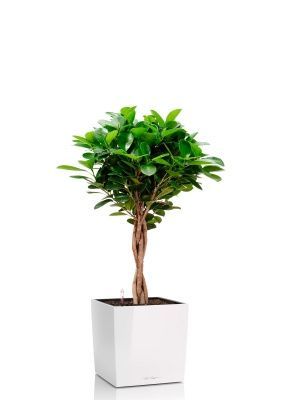 Фикус Моклейм 21/90 см в CUBE 30, белый блестящий Фикус Моклейм 21/90 см в CUBE 30, белый блестящий