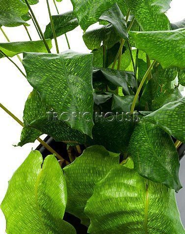 Калатея мозаичная Нетворк 14/40 см