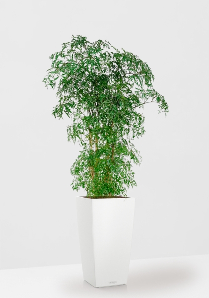 Полисциас Фрутикоза 27/140 см в CUBICO COLOR 30