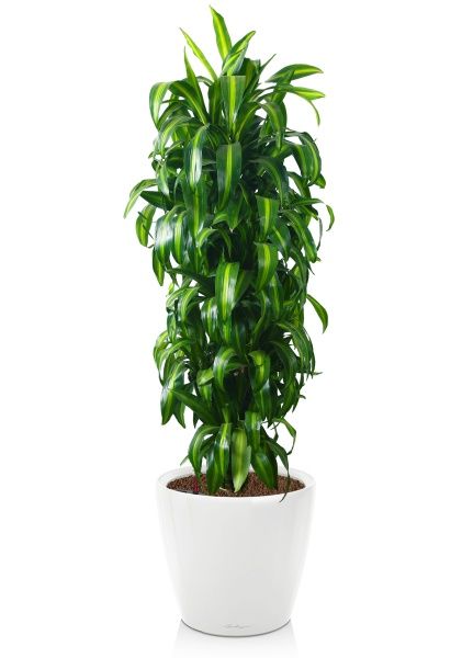 Драцена Гавайская 27/190 см в CLASSICO LS 43