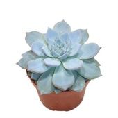 Эхеверия БлюБерд d12 см h15 см