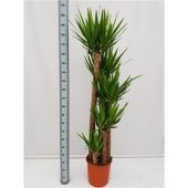 Юкка карусель 150-120-90-60-30см d35 см 210 см