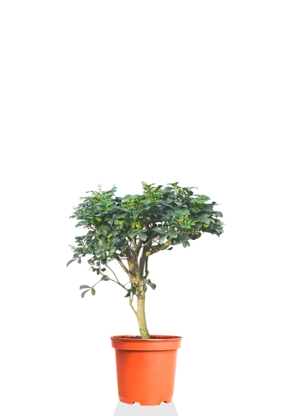 Аглайя 14 см Аглайя 14 см