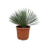 Юкка Рострата d30 см h70 см Юкка Рострата d30 см h70 см