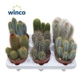 Кактусы Колумн микс d12 см h25 см