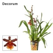 Орхидея Камбрия Тамия d12 см h55 см