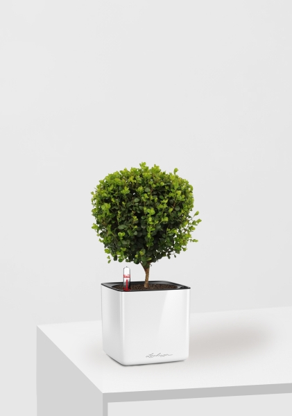 Мирсина 12/30 см в CUBE GLOSSY 14 Мирсина 12/30 см в CUBE GLOSSY 14