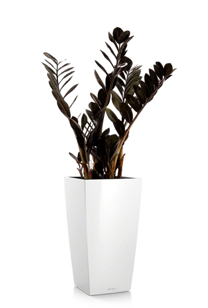 Замиокулькас Равен 17/70 см в CUBICO 22 Замиокулькас Равен 17/70 см в CUBICO 22