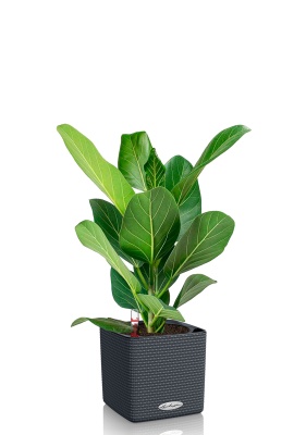 Фикус Бенгальский Одри 14/30 см в CUBE COLOR 16