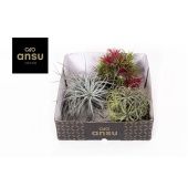 Тилландсия Trio d10 см h5 см