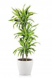 Драцена Лемон Лайм 3 ствола в CLASSICO 35 Драцена Лемон Лайм 3 ствола в CLASSICO 35