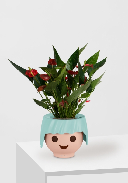 Антуриум Андрианум Карма красный 12/43 см в OJO