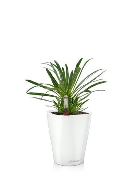 Пахиподиум Ламера 9/18 см в MINI DELTINI 10