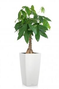 Пахира в CUBICO 30 Пахира в CUBICO 30