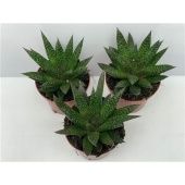 Гастерия Hippo d8.5 см h12.5 см Гастерия Hippo d8.5 см h12.5 см