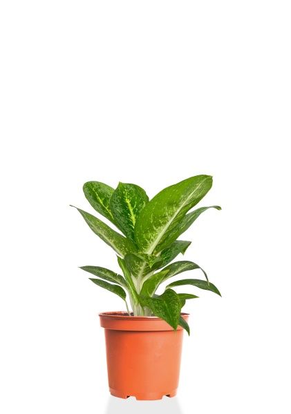 Аглаонема Еллоу Биколор 12/30 см