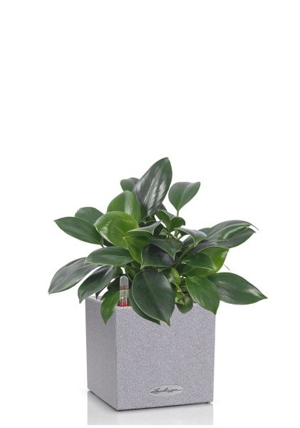 Филодендрон Грин Принцесс в CANTO STONE 14